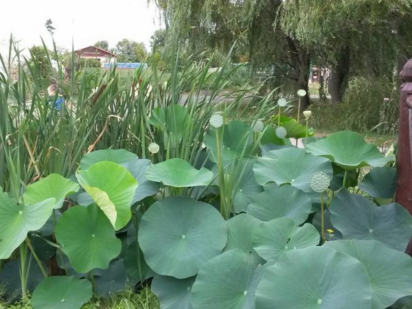 11755183_945494968849425_4990913187431288433_n