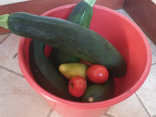 Cukkini-csendélet :) , egy kis paradicsommal és uborkával...